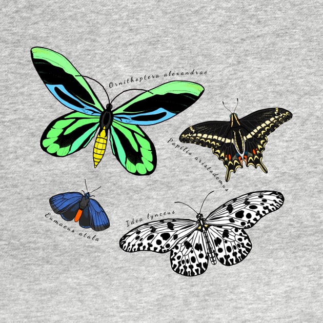 Endangered Butterflies by OTLArtwork